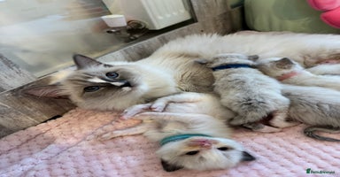 Ragdoll cats - Advert 3