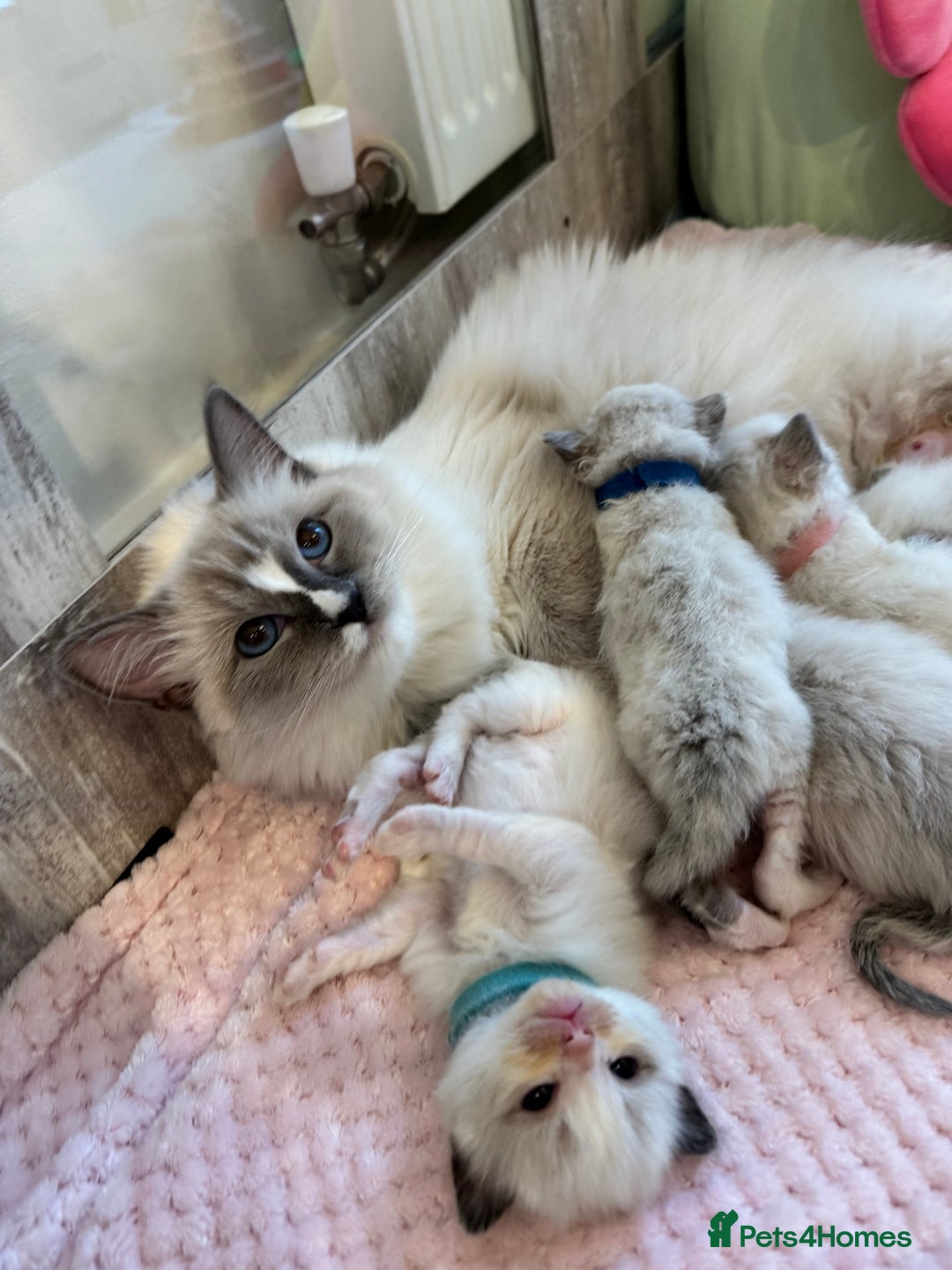 Ragdoll cats for sale: Beautiful Ragdoll Kittens  - Image 3