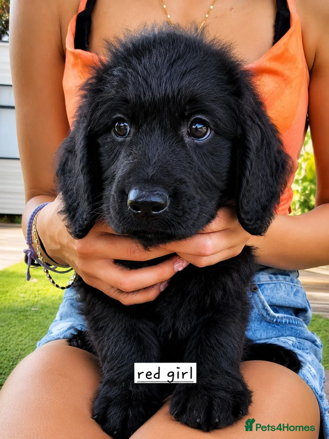 Labradoodle dogs for sale: 🌟Stunning Miniature Labradoodle Pups🌟 - Advert 2