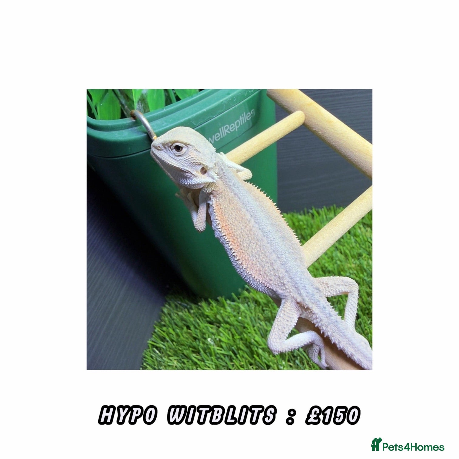 Bearded Dragon reptiles BEARDED DRAGONS - Advert 2