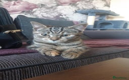 Mixed Breed cats for sale: Mollie  - Image 4