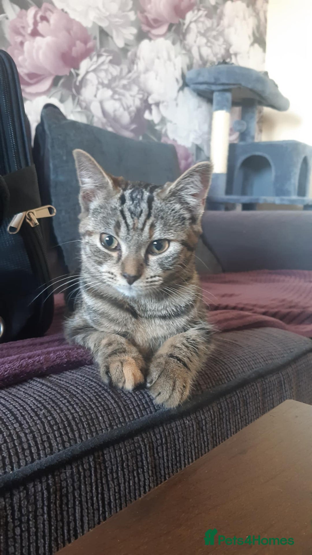 Mixed Breed cats for sale: Mollie  - Image 4