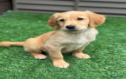 Golden Retriever dogs for sale: Last Stunning Male Pup Health Tested Parents  - Image 28