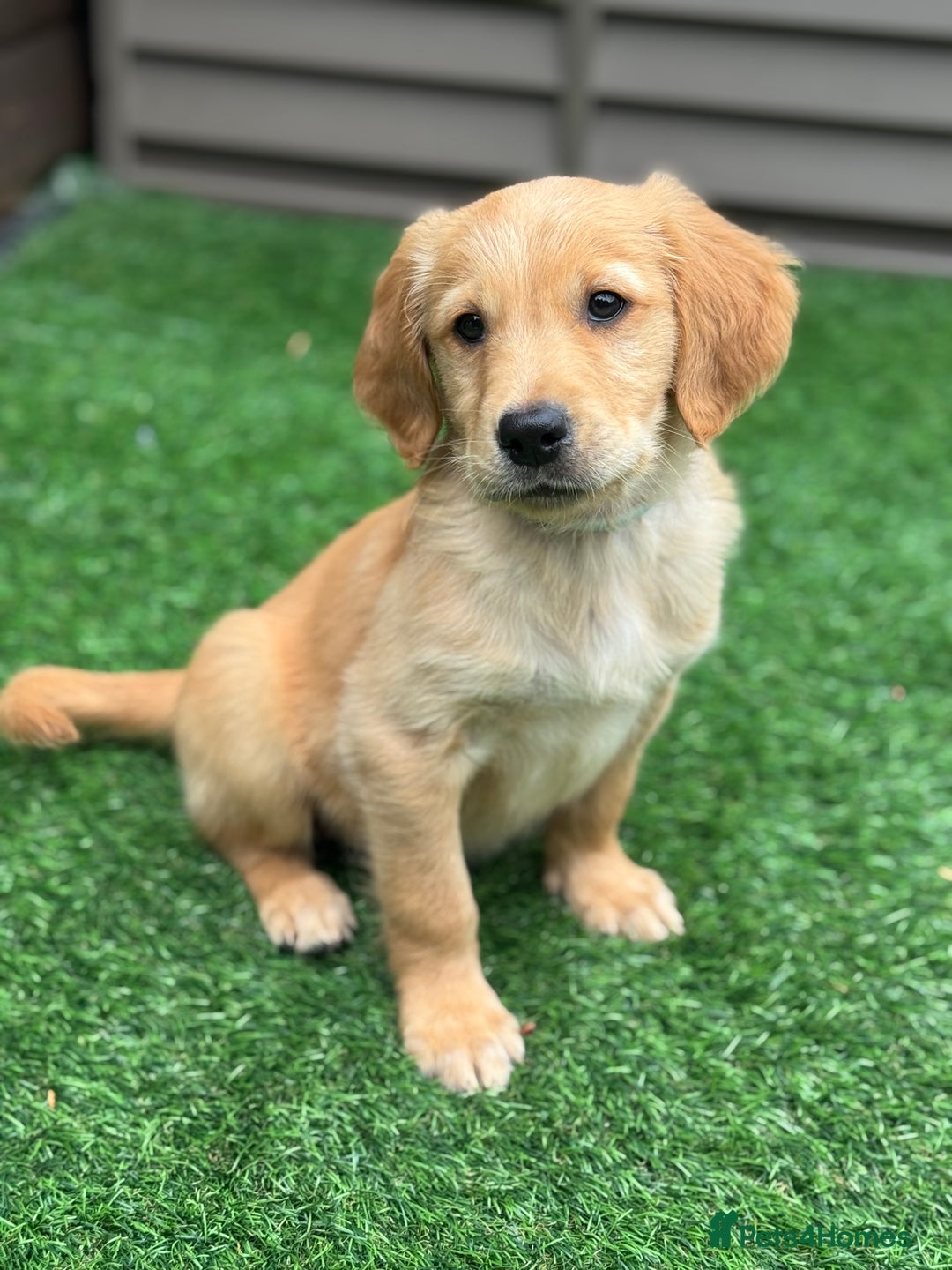 Golden Retriever dogs for sale: Last Stunning Male Pup Health Tested Parents  - Image 28