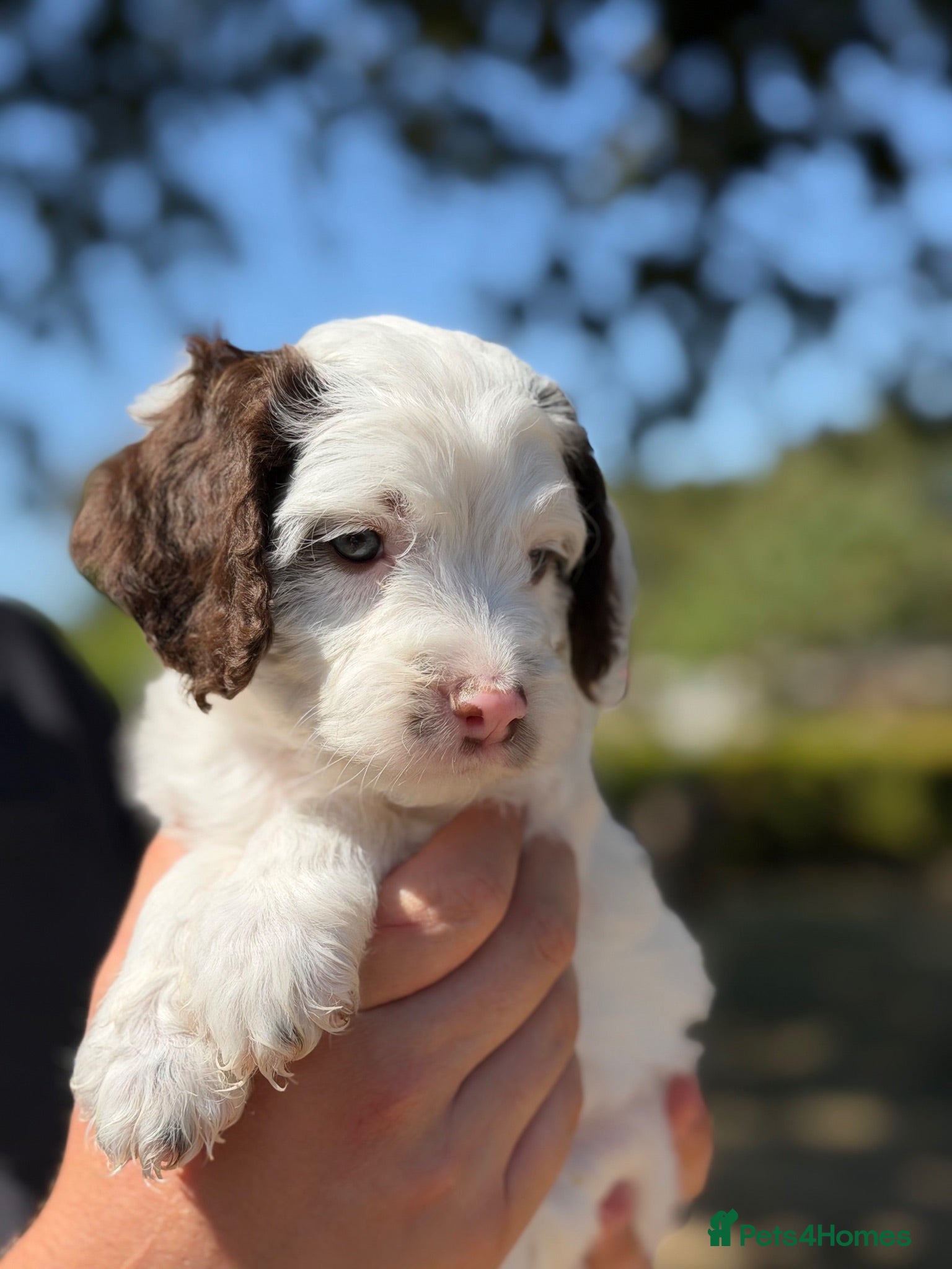 Cockapoo dogs F1 Cockapoos Full DNA 5⭐️ Licensed Breeder  - Advert 10