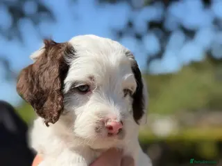 Cockapoo dogs F1 Cockapoos Full DNA 5⭐️ Licensed Breeder - Advert 10