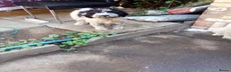 Mixed Breed dogs for sale: Mr Jhon in London - Advert 5