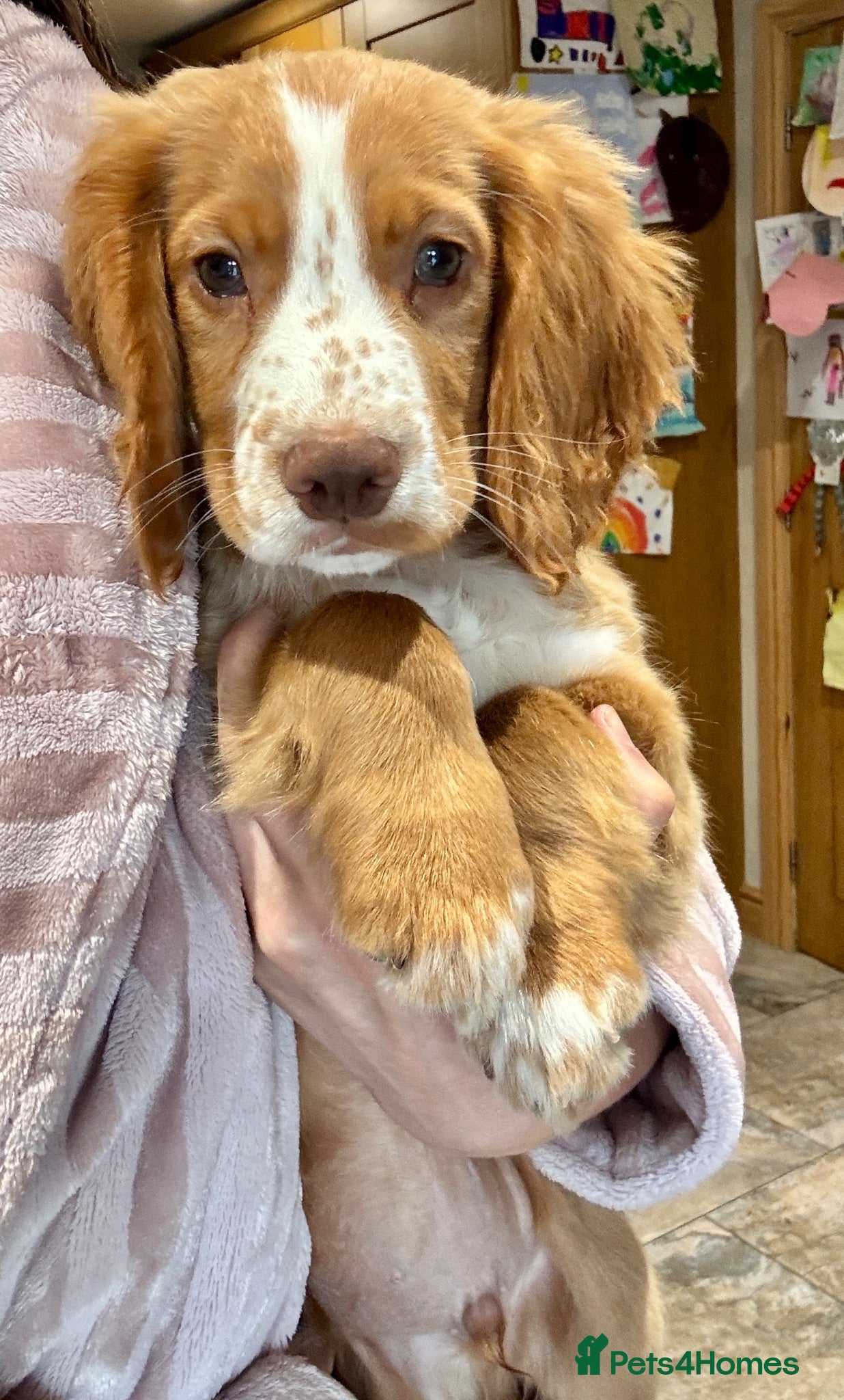 Cocker Spaniel dogs 🐾** Ready Now** KC Golden Boy🐾 - Advert 1