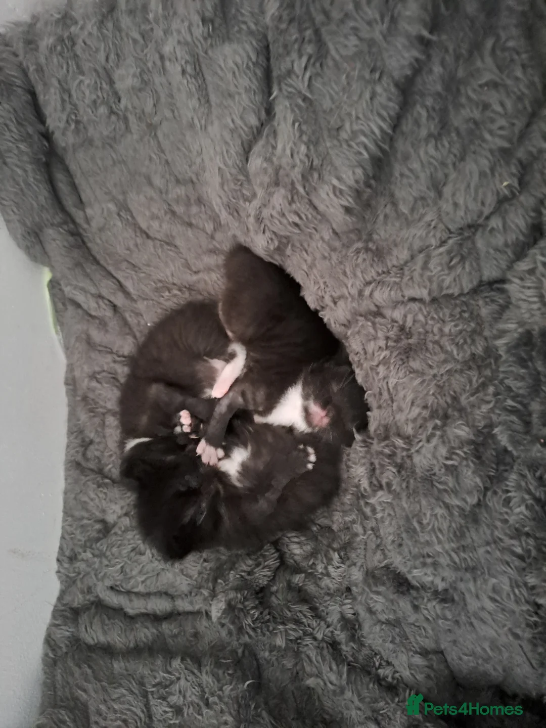 Mixed Breed cats for sale: 3 black and white kittens for sale £60. in Nottingham - Advert 2