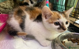 Domestic Shorthair cats for sale: Tortie girls kitten - Image 4