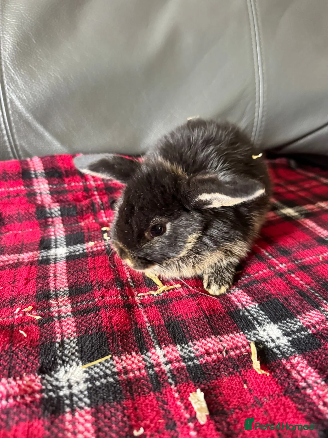 Mini Lop rabbits for sale: Mixed litter mini lops  - Advert 14