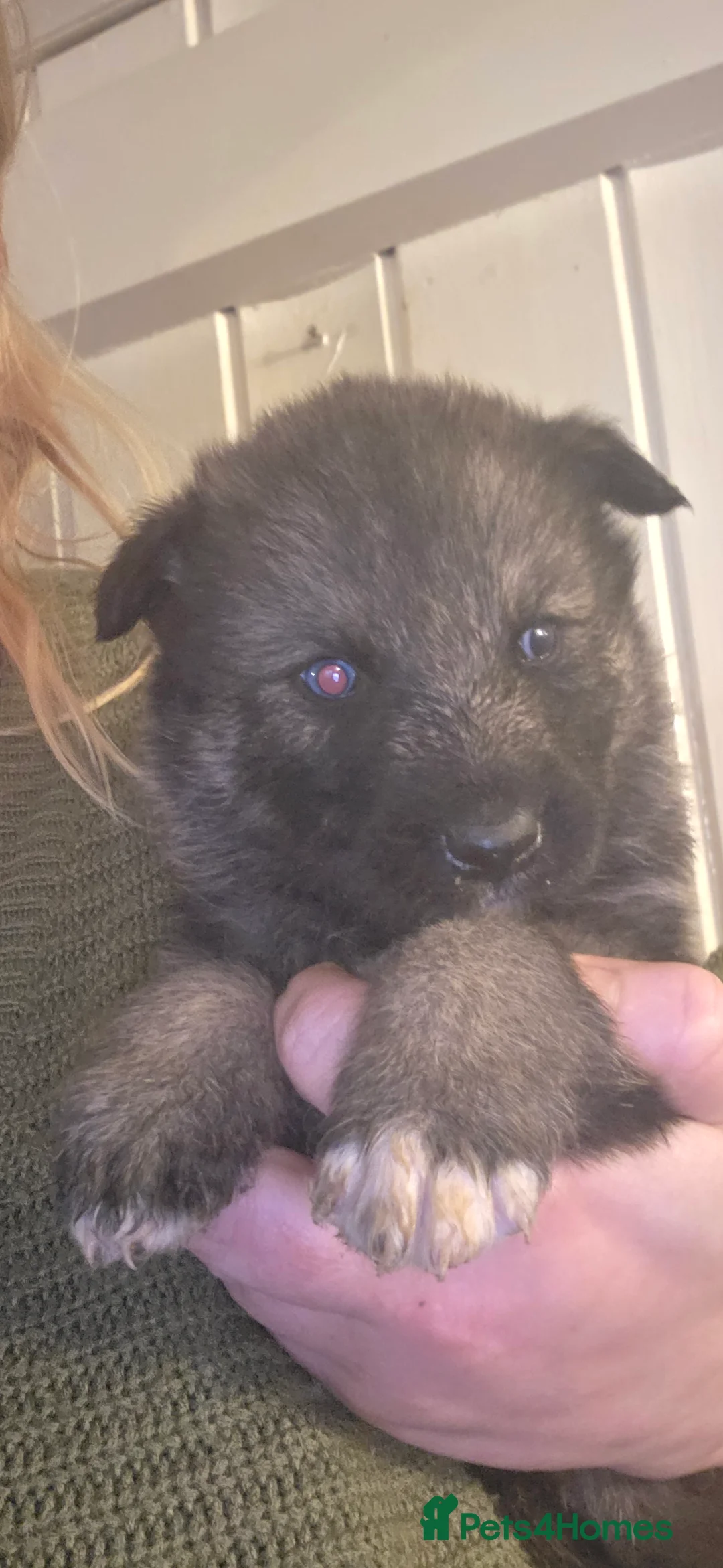 Northern Inuit dogs for sale: Tamaskan Puppies - Advert 11