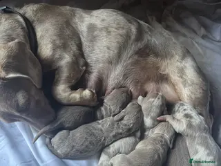 Dachshund dogs Beautiful dachshunds puppies - Advert 1