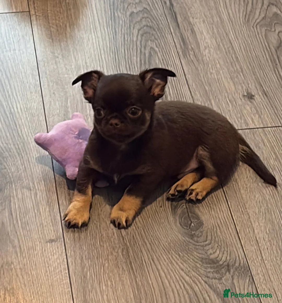 Chihuahua dogs for sale: Superb Chihuahua Pups - Advert 2