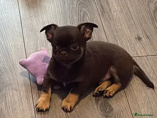 Chihuahua dogs Superb Chihuahua Pups - Advert 6