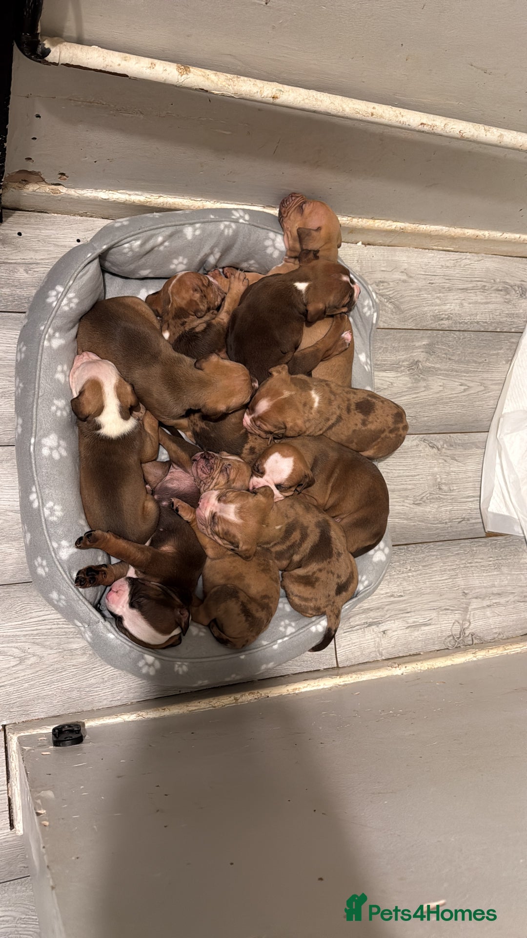 Mixed Breed dogs for sale: Cane Corso mixed  - Advert 22