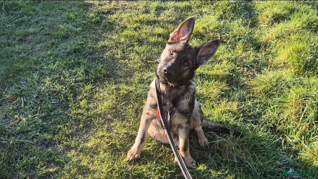 German Shepherd dogs for sale: Straight back German shepherd in Norwich - Advert 2