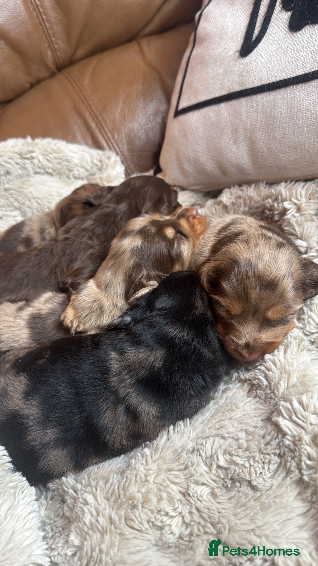 Miniature Dachshund dogs Long haired KC registered - Advert 2
