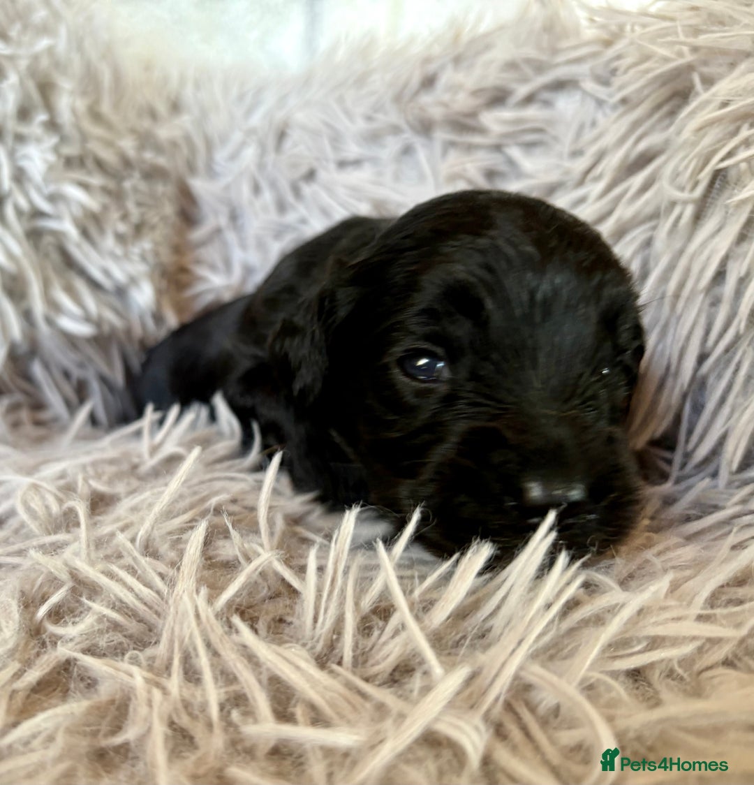 Cockapoo dogs for sale: ✨ Gorgeous Cockapoo Puppies ✨ - Image 16