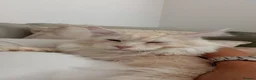 Maine Coon cats for stud: Simba  - Advert 1