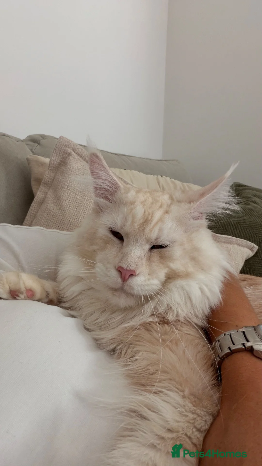 Maine Coon cats for stud: Simba  - Advert 1