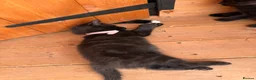 Mixed Breed cats for sale: 3 kittens for sale  - Advert 3