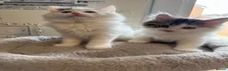 Ragdoll cats for sale: Beautiful Ragdoll kittens - Advert 3