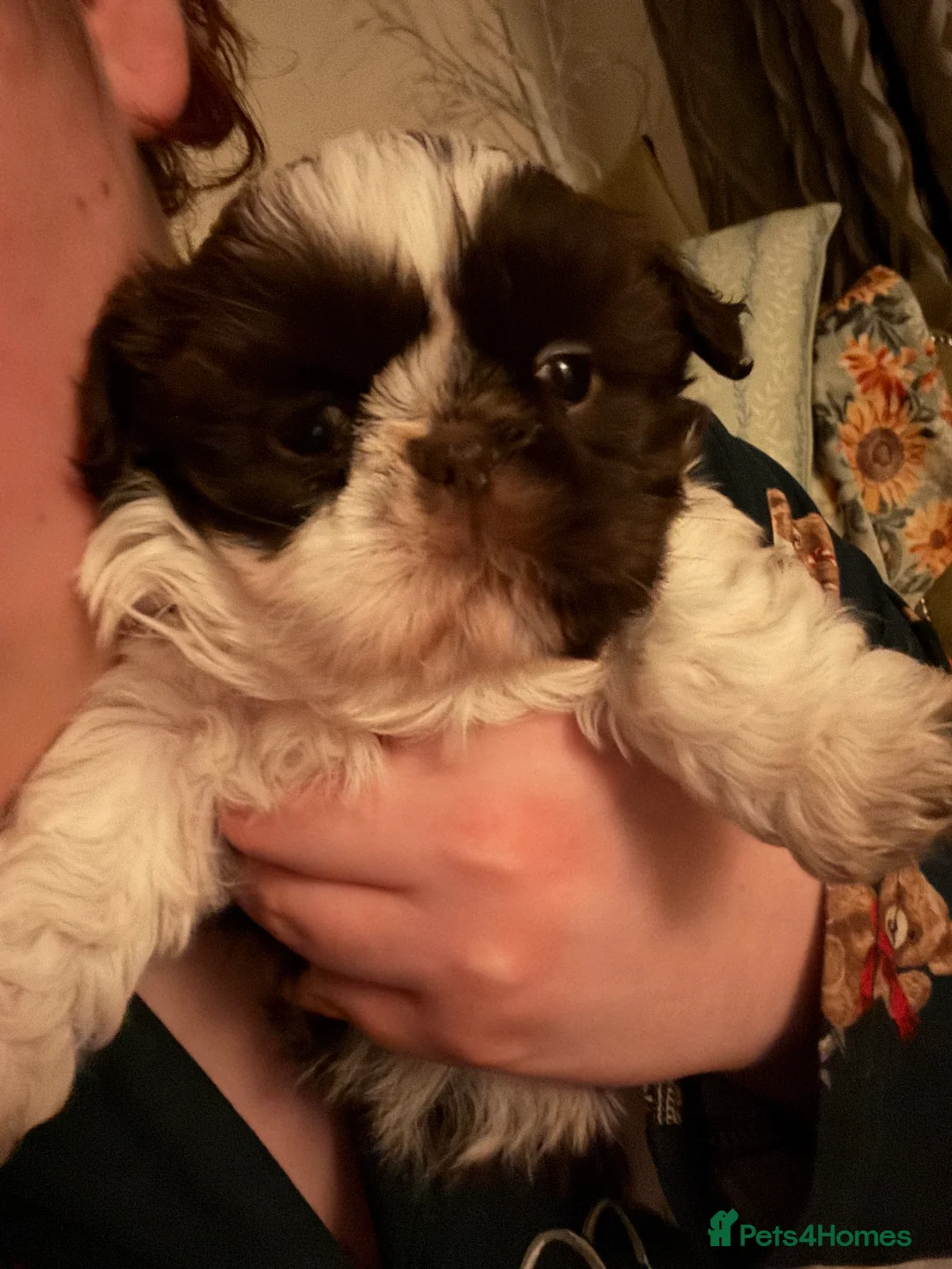 Shih Tzu dogs for sale: 3 beautiful Shih Tzu puppies for sale  - Advert 4