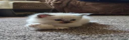 Ragdoll cats for sale: Ragdoll 3/4 x Persian kittens 1/4 in Cheddar - Advert 24