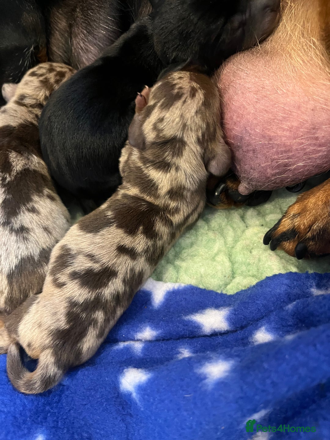 Miniature Dachshund dogs for sale: Absolutely stunning, very healthy dapple dachshund - Image 6