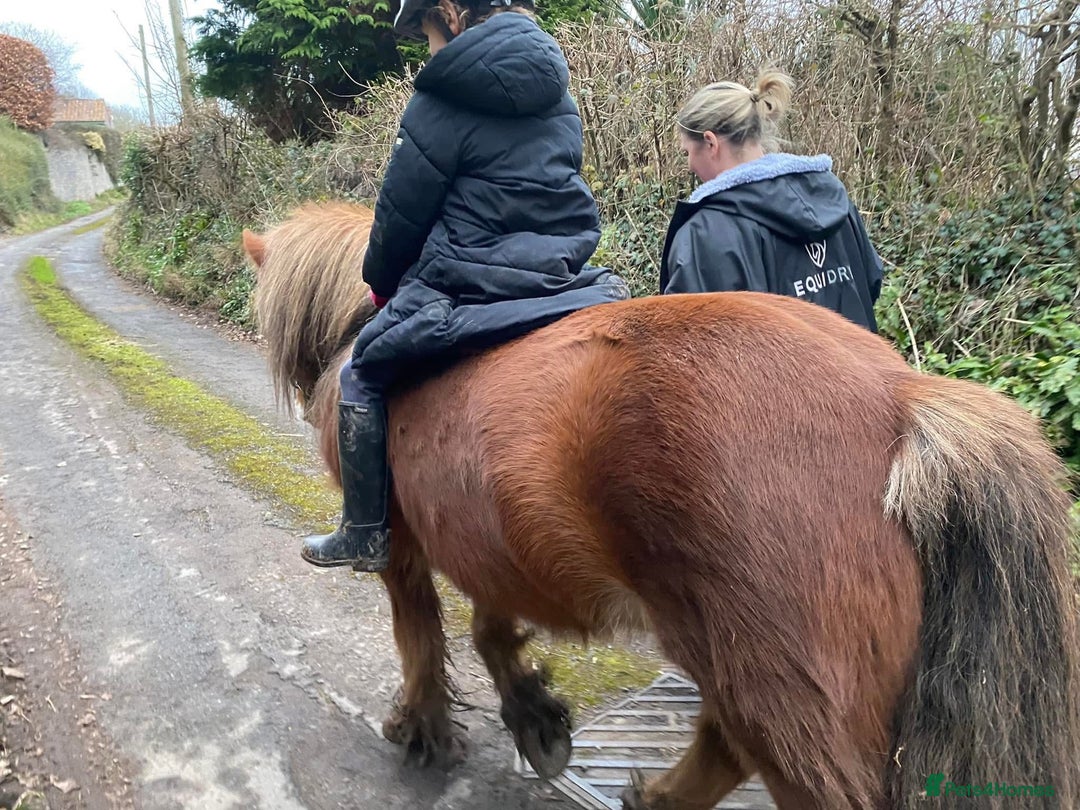 Irish Cob horses for sale: Perfect child’s happy hacker  - Image 3