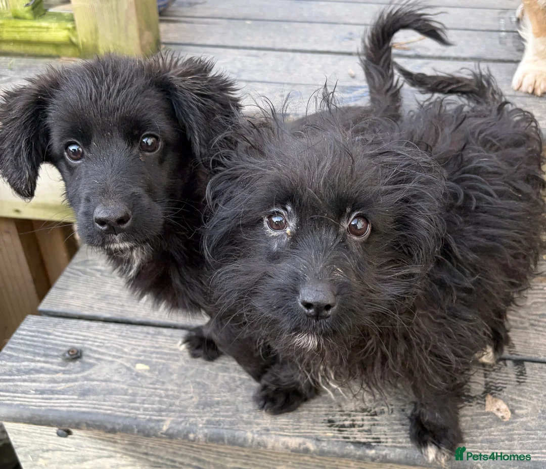 Mixed Breed dogs for sale: Corgipoo 🐾🐶 - Advert 2