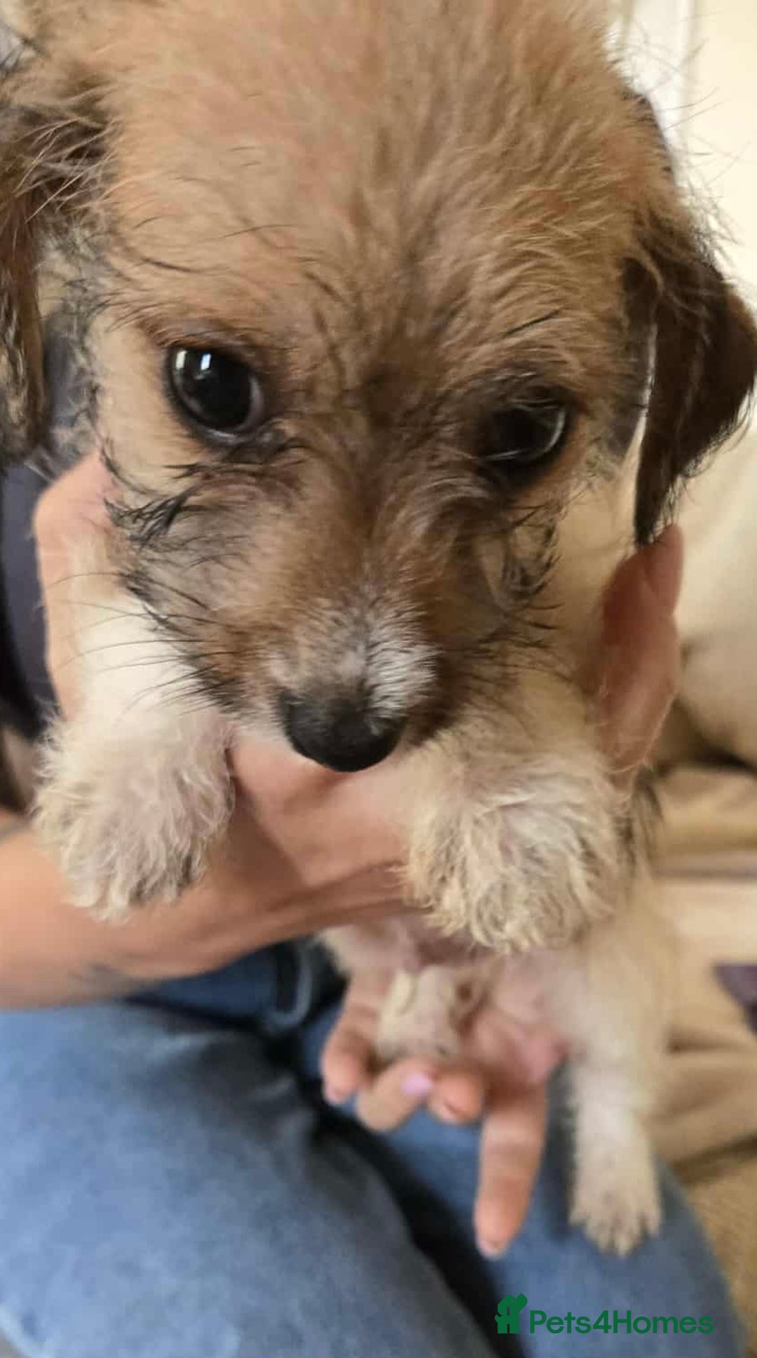 Dachshund dogs for sale: Dachshund x cavachon pups for sale - Image 17