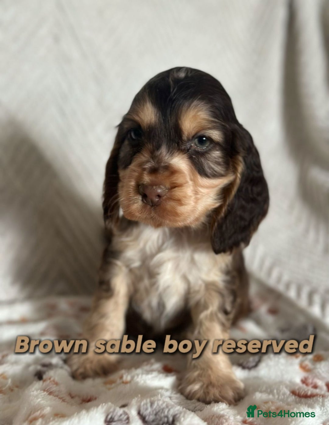 Cocker Spaniel dogs for sale: Show cocker Spaniel puppies ready to leave now - Advert 22