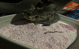 Mixed Breed cats for sale: Mixed breed kittens for sale  - Image 3