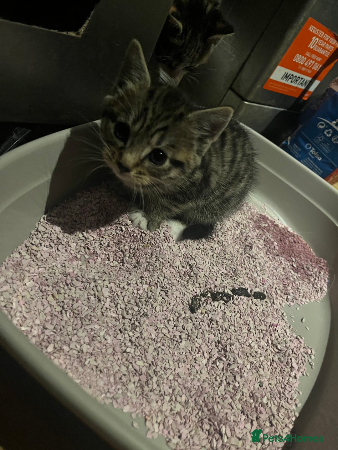 Mixed Breed cats for sale: Mixed breed kittens for sale  - Image 3