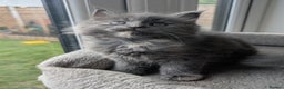 Mixed Breed cats for sale: 2 female kittens - half Maine coon.  - Advert 7