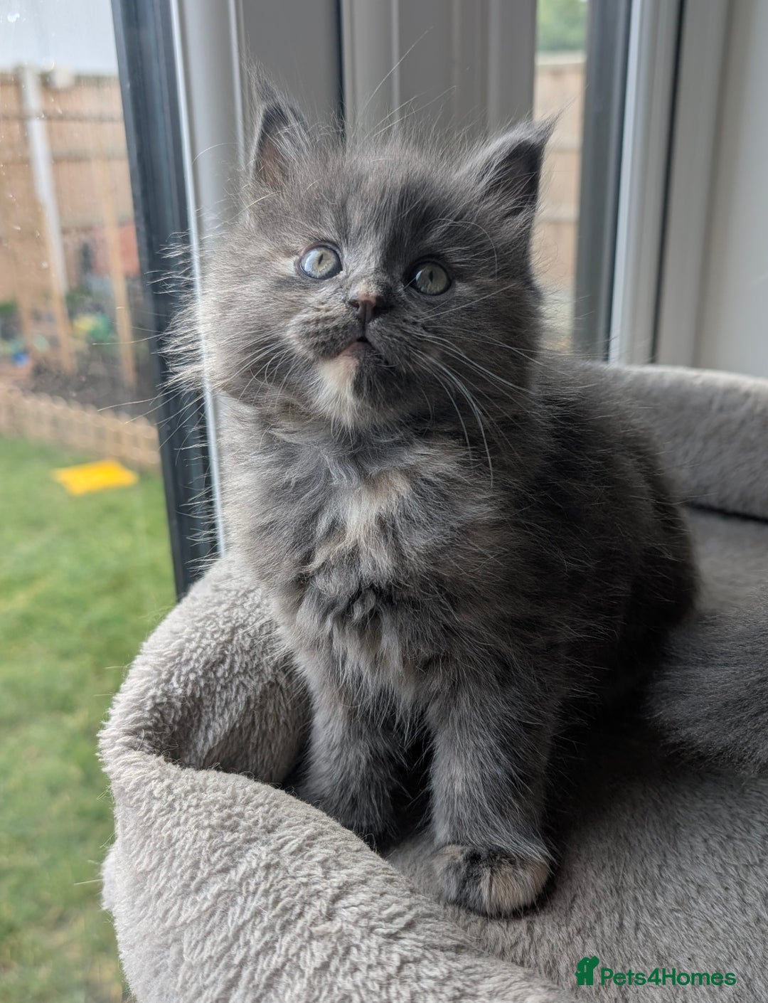 Mixed Breed cats for sale: 2 female kittens - half Maine coon.  - Advert 7
