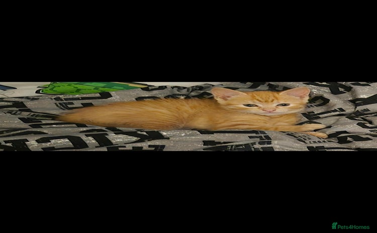 British Shorthair cats - Advert 11