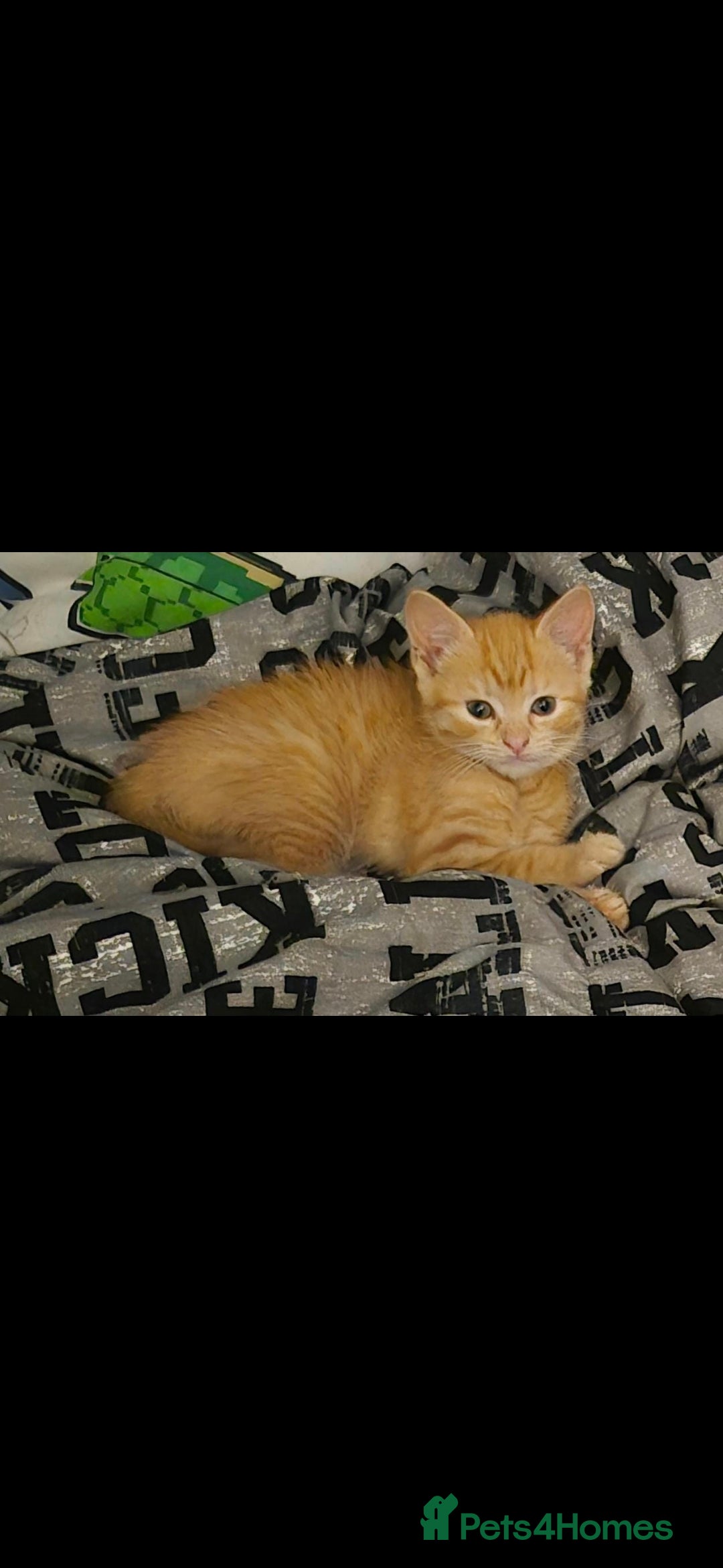 British Shorthair cats for sale: British shorthair cross female  - Image 1