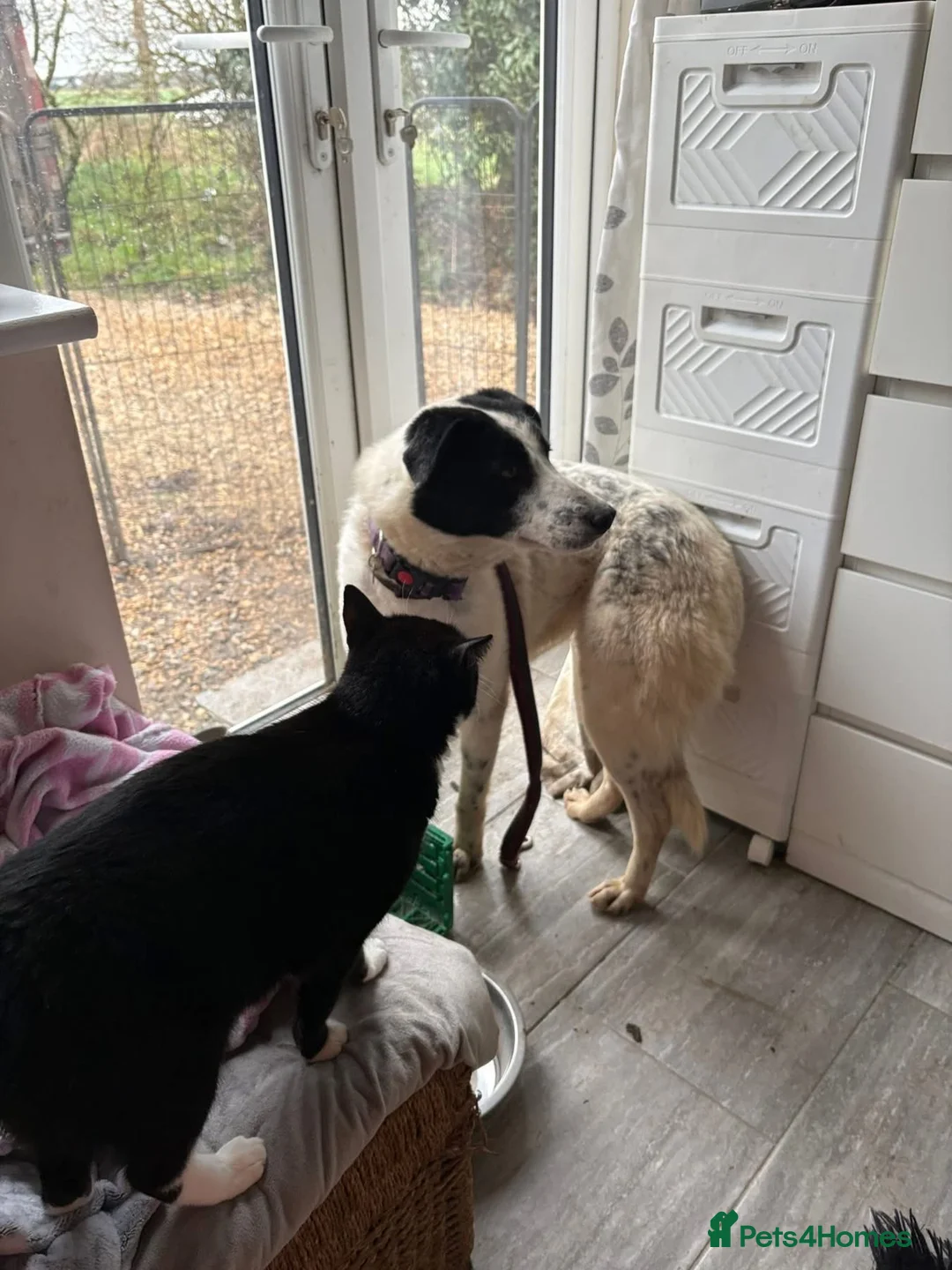 Mixed Breed dogs for adoption: Desmond - Norwich Norfolk  - Advert 18