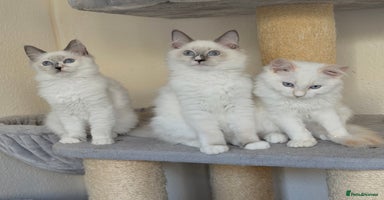 Ragdoll cats - Advert 8
