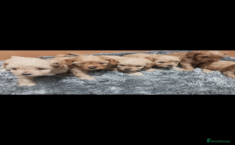 Cavapoo dogs - Advert 3