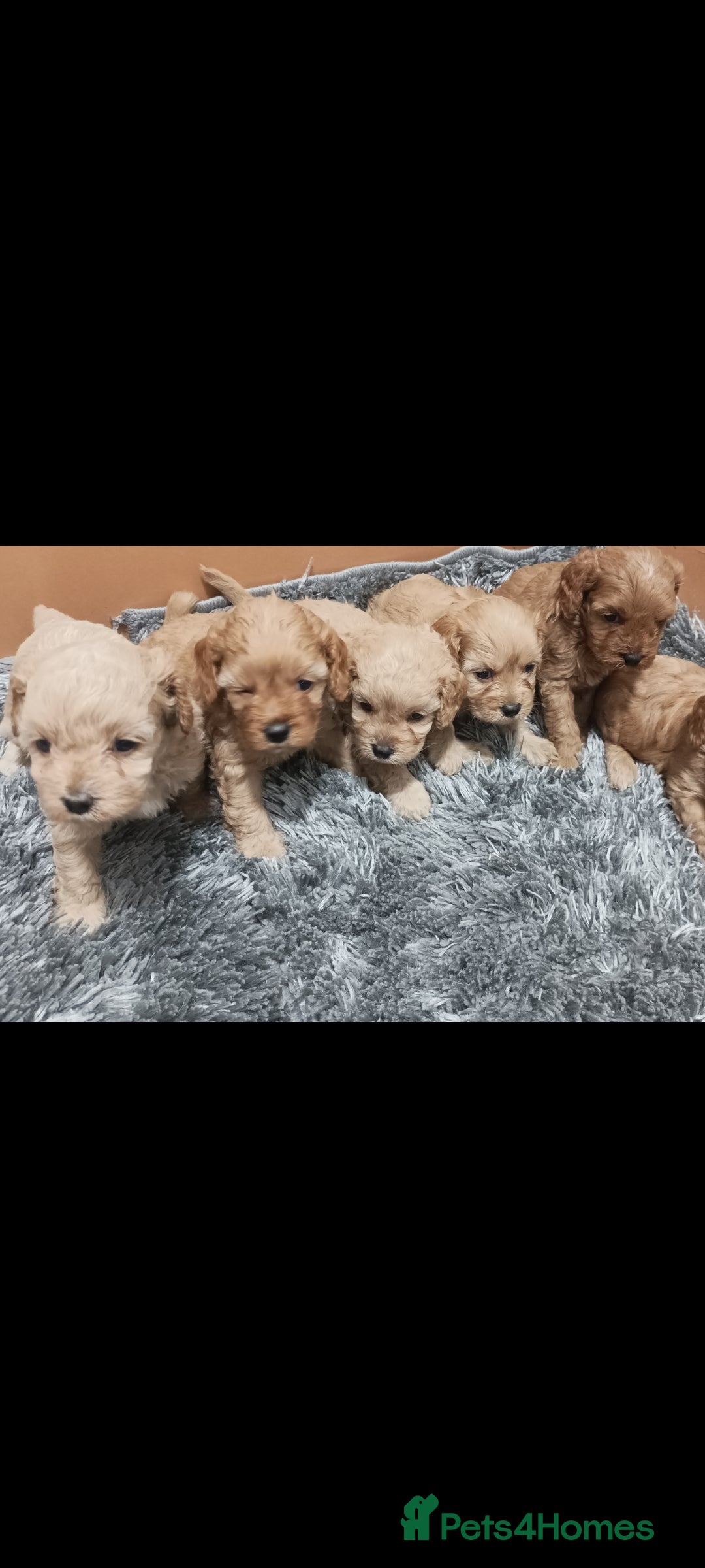 Cavapoo dogs for sale: Cavapoo puppies  - Image 20