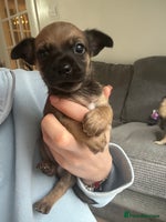 Mixed Breed dogs - Advert 10