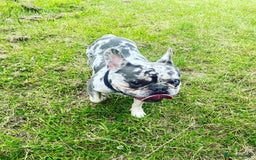 French Bulldog dogs for stud: 💎Blue & Tan 🤎 Merle French bulldog stud 🧬🔥 in Manchester - Image 18