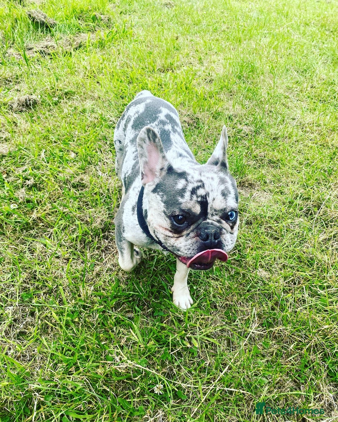 French Bulldog dogs for stud: 💎Blue & Tan 🤎 Merle French bulldog stud 🧬🔥 in Manchester - Image 18