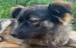 Mixed Breed dogs for adoption: Meet wonderful Harold!  - Image 1