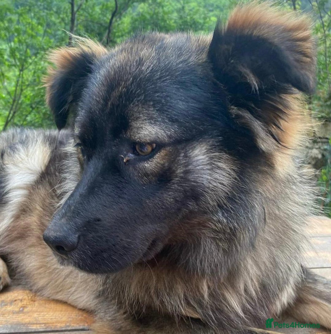 Mixed Breed dogs for adoption: Meet wonderful Harold!  - Image 1