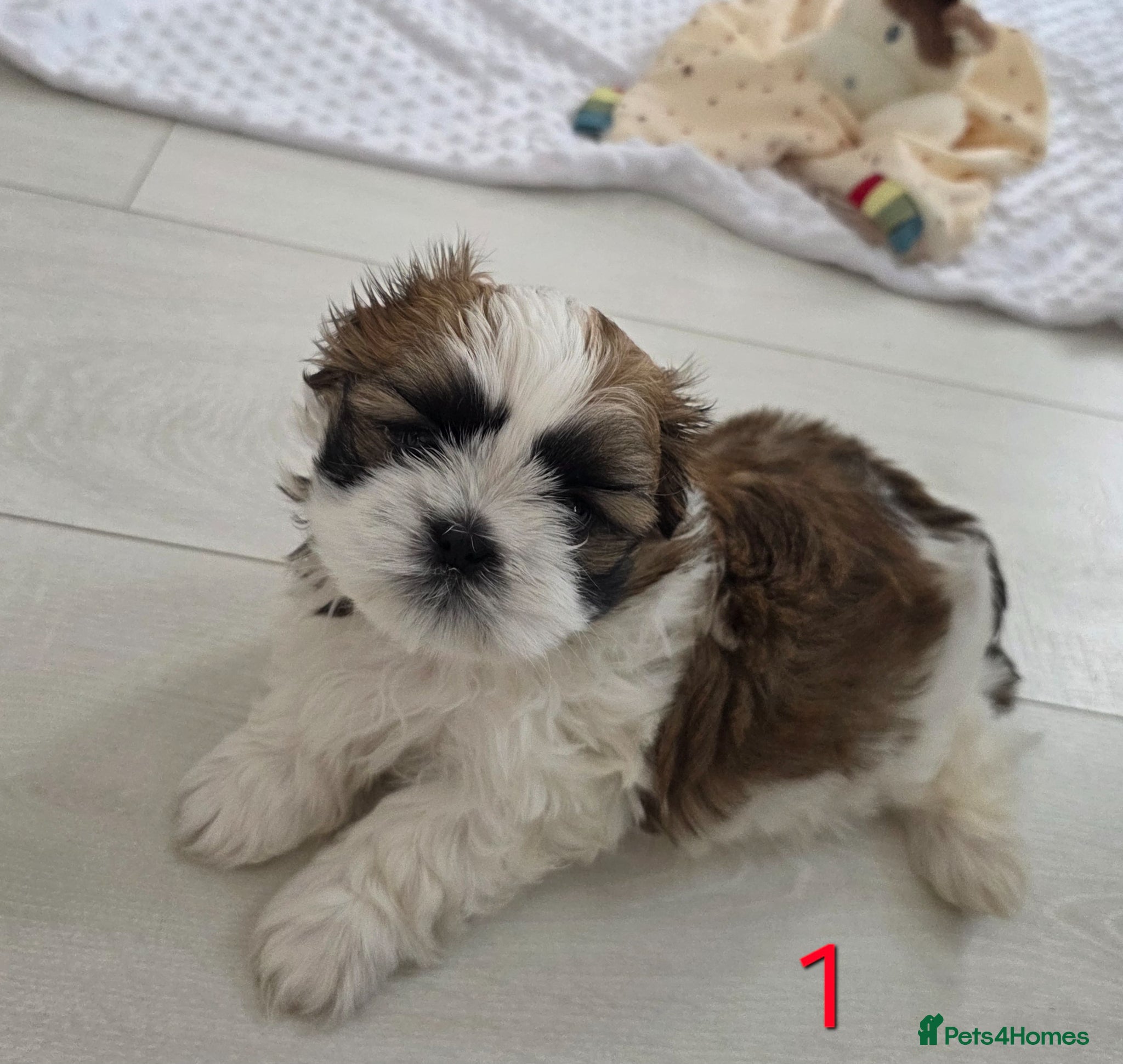 Mixed Breed dogs for sale: Beautiful 4 puppies (4 boys) - Advert 5